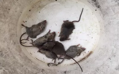 Уничтожение крыс на складе в Назарево